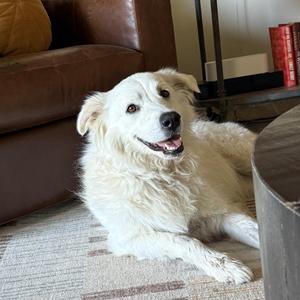 Puff, Great Pyrenees, adult, available for adoption