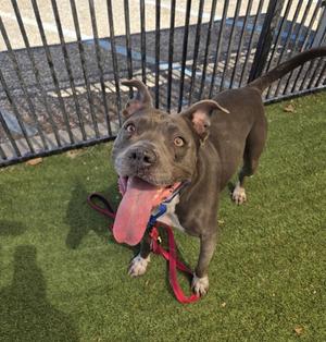 Ily, Pit Bull Terrier, young, available for adoption