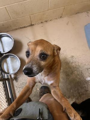 Chuck, Chihuahua, adult, available for adoption