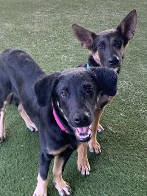 Two black and tan dogs standing on green grass, one wearing a pink collar.