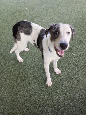 A black and white dog standing on a green artificial turf surface, looking up with its mouth open and tongue out.