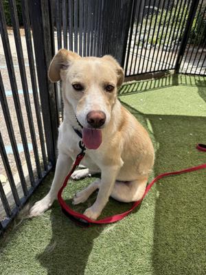 Jemma, Shepherd / Anatolian Shepherd, young, available for adoption
