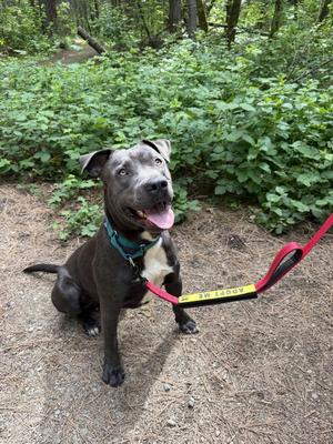 Duke, Pit Bull Terrier, adult, available for adoption