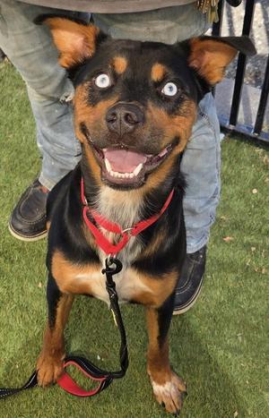 Paul Newman, Pit Bull Terrier, adult, available for adoption