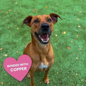 A brown dog with a white chest and a pink heart-shaped sign that says "BONDED WITH: COPPER".