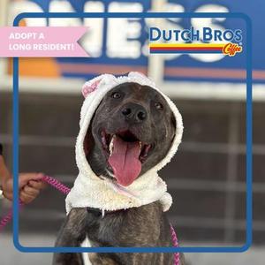 BUNNY, German Shepherd Dog Mix, young, available for adoption