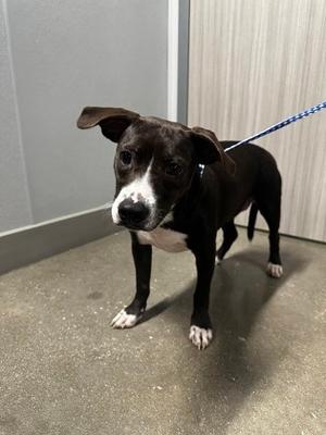 COSMO, Labrador Retriever and Terrier, young, available for adoption