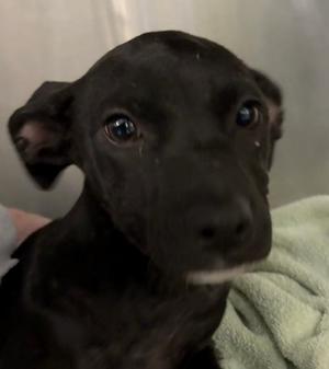 AUBREY, Labrador Retriever Mix, puppy, available for adoption