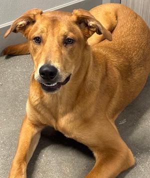 EUGENE, Golden Retriever Mix, young, available for adoption