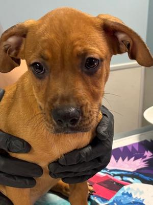 LEOTIE, Black Mouth Cur Mix, puppy, available for adoption
