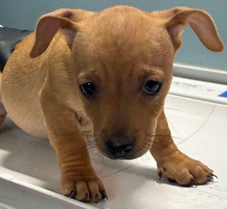 FRIZZLE, Chihuahua - Smooth Coated Mix, puppy, available for adoption
