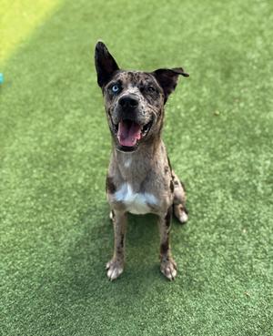 A happy dog with a speckled coat and blue eyes sitting on green artificial grass.