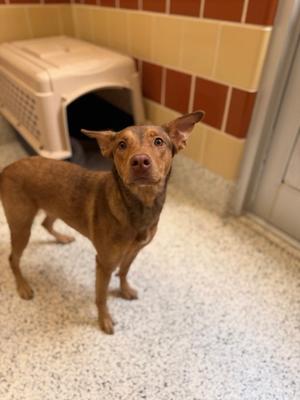ELECTRA, Golden Retriever Mix, young, available for adoption