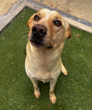 BEAR, Labrador Retriever Mix, adult, available for adoption