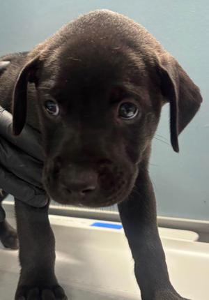 GINKGO, Chinese Sharpei Mix, puppy, available for adoption