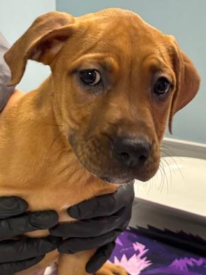 LEVYNA, Black Mouth Cur Mix, puppy, available for adoption