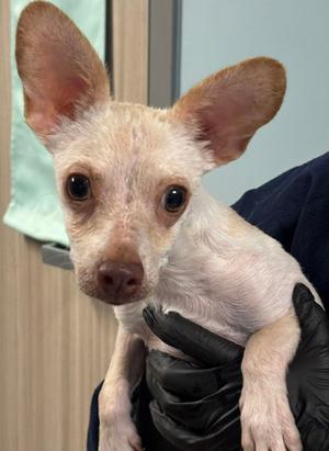 DIPPER, Chihuahua - Smooth Coated Mix, young, available for adoption