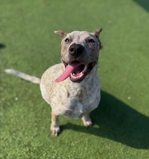 A happy dog with a spotted coat and pink tongue sticking out, standing on green artificial turf.