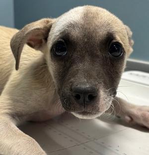 ACCORDIAN, Terrier Mix, puppy, available for adoption