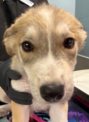 ARTHUR, Labrador Retriever Mix, puppy, available for adoption