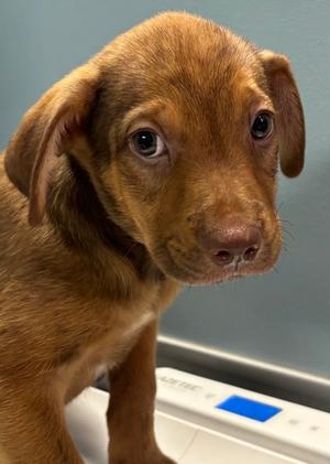 DARWIN, Golden Retriever Mix, puppy, available for adoption