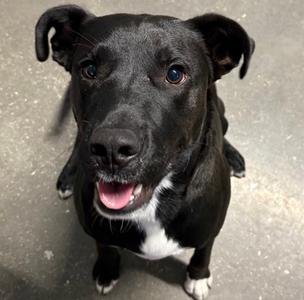 DOMINO, Labrador Retriever Mix, young, available for adoption