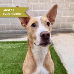 BUCKY, Golden Retriever Mix, young, available for adoption