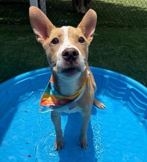 BUCKY, Golden Retriever Mix, young, available for adoption