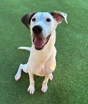 A white dog with brown ears and a black nose sitting on green grass, looking up with its mouth open and tongue out.