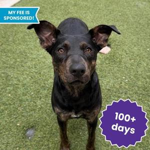 CHLOE, Hound and Terrier, adult, available for adoption