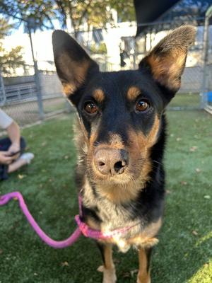 BETTY, German Shepherd Dog Mix, adult, available for adoption