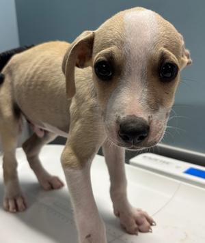 FLUTE, Terrier Mix, puppy, available for adoption