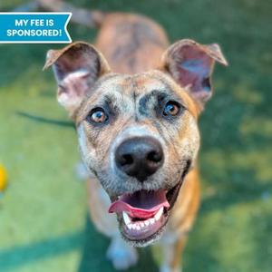A brown and white dog with large ears and a happy expression, looking up at the camera. The background is a green grassy area. In the top left corner, there is a blue banner with white text that reads "MY FEE IS SPONSORED!".