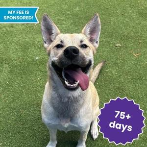 A happy dog with a light brown and white coat, standing on green grass with its tongue out, looking up. The image has a blue banner in the top left corner that says "MY FEE IS SPONSORED!" and a purple badge in the bottom right corner that says "75+ days".