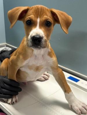 AMAZON, Golden Retriever Mix, puppy, available for adoption