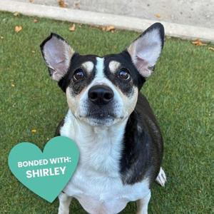 LAVERNE, Terrier Mix, adult, available for adoption