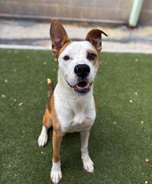 COLLYNS, Labrador Retriever and Terrier, adult, available for adoption