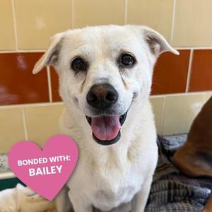 COPPER, Golden Retriever Mix, senior, available for adoption