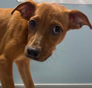 FINN, German Shepherd Dog Mix, puppy, available for adoption