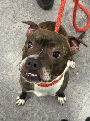 AERIE, Boxer and Terrier, young, available for adoption