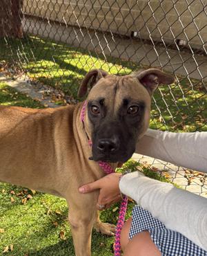 BRUISER, Terrier and Golden Retriever, young, available for adoption