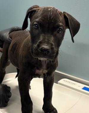 FEDEX, Golden Retriever Mix, puppy, available for adoption