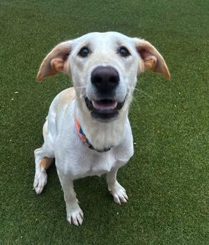 MAGGIE, Golden Retriever Mix, adult, available for adoption