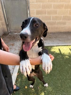 LOUISE, Golden Retriever and Terrier, young, available for adoption