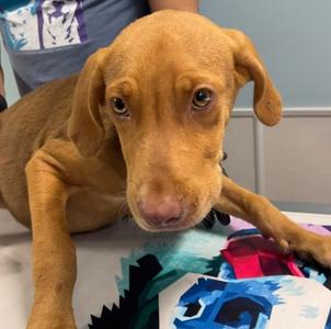 KARL, Golden Retriever Mix, puppy, available for adoption