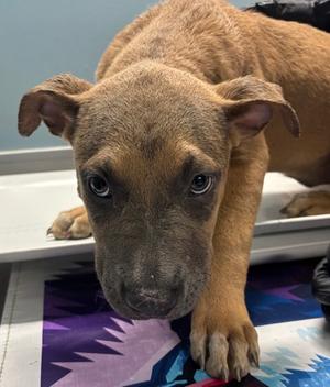 DIXIE, Terrier Mix, puppy, available for adoption