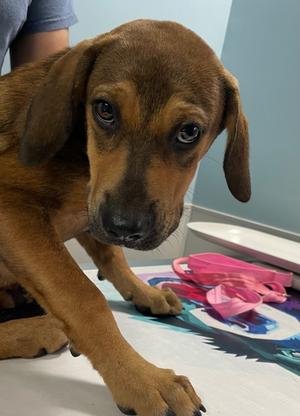BILLY, Golden Retriever Mix, puppy, available for adoption