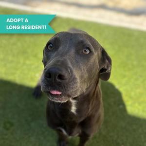EMERALD, Pit Bull Terrier Mix, adult, available for adoption