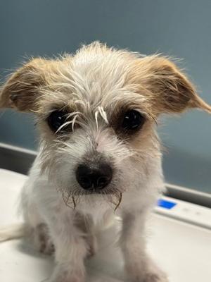 A small, wet dog with shaggy white and brown fur, standing on a white surface.