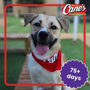 ABILENE, Golden Retriever Mix, young, available for adoption